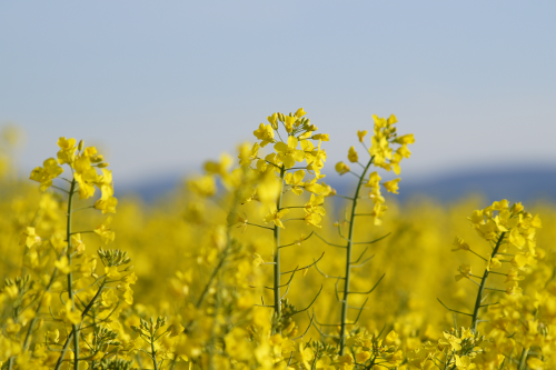 ein Rapsfeld in Blüte